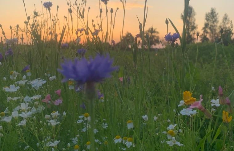 Unterkunft 262405 - Ferienhaus Het Friese platteland - Huisje in Augustinusga