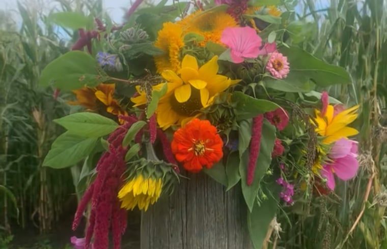 Unterkunft 262405 - Ferienhaus Het Friese platteland - Huisje in Augustinusga