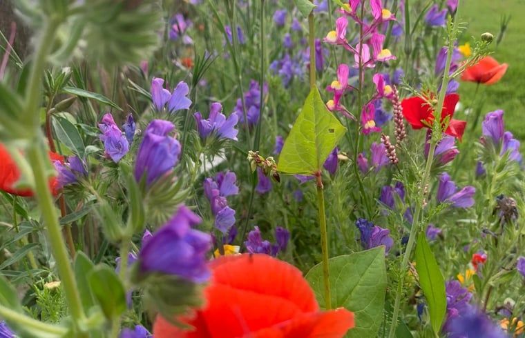 Unterkunft 262405 - Ferienhaus Het Friese platteland - Huisje in Augustinusga
