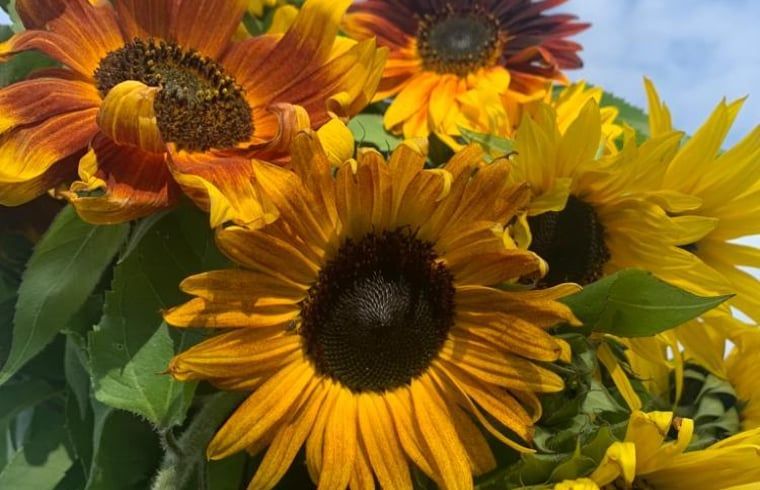 Unterkunft 262405 - Ferienhaus Het Friese platteland - Huisje in Augustinusga