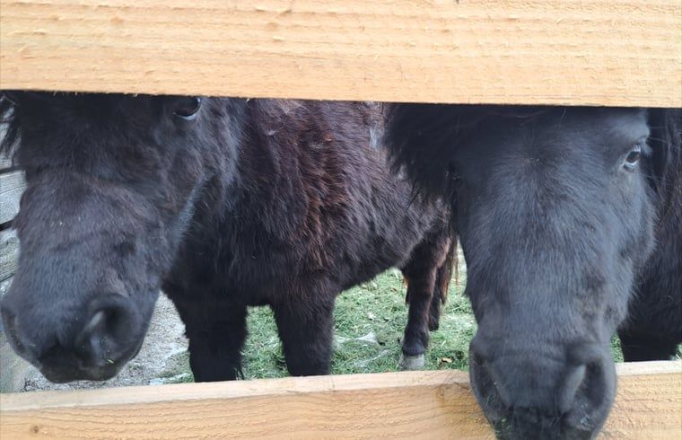 Ponies achter hek bij Huisje in Wommels, vakantiehuis in Friesland.