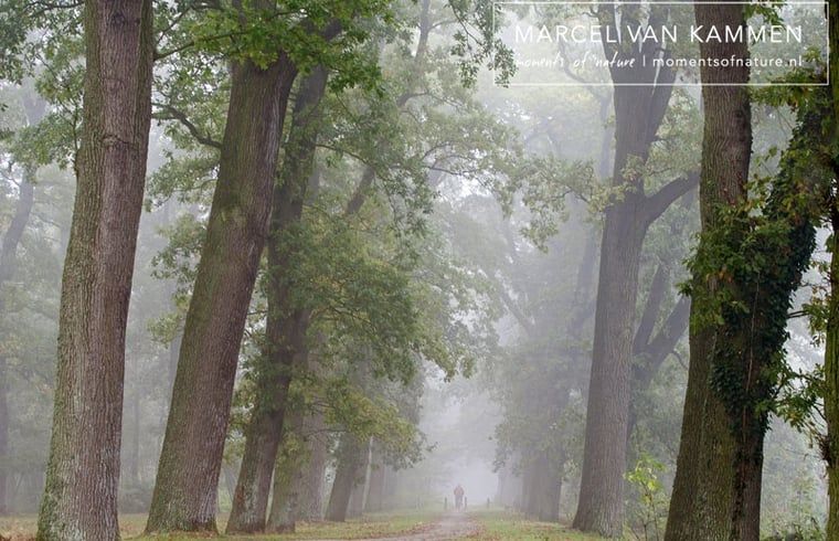 Mysterieuze bosweg nabij Huisje in Twijzelerheide, vakantieaccommodatie in Friesland met serene natuur.