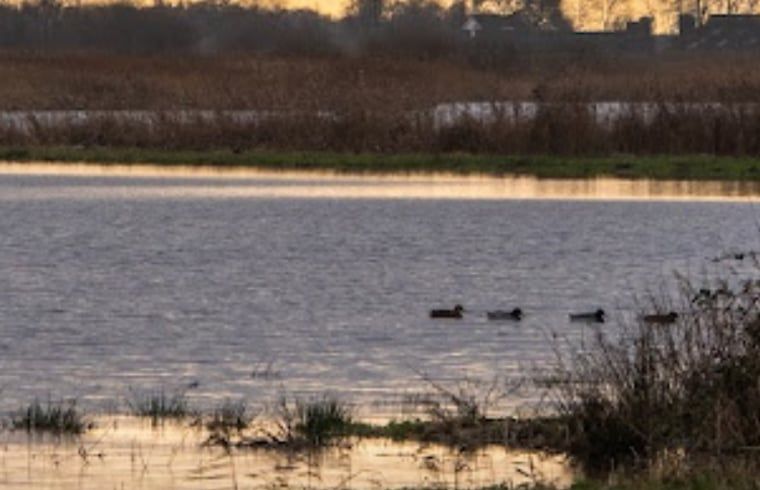 Blick auf einen ruhigen Teich im Ferienhaus in Nes, in der friesischen Landschaft, Friesland.
