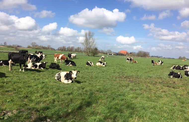 Weidende Kuehe auf der Wiese in der Naehe des Ferienhauses in Nes, Friesland, umgeben von gruener Landschaft.