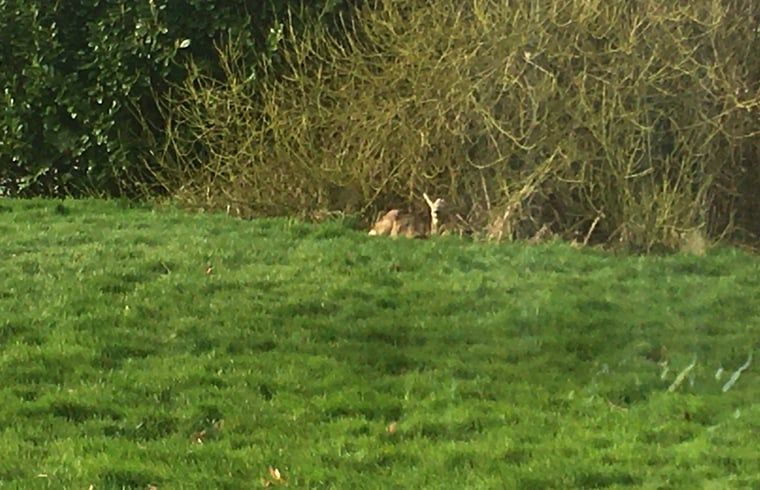 Natuerliche Umgebung mit Kaninchen im Garten des Ferienhauses in Nes, Friesland.