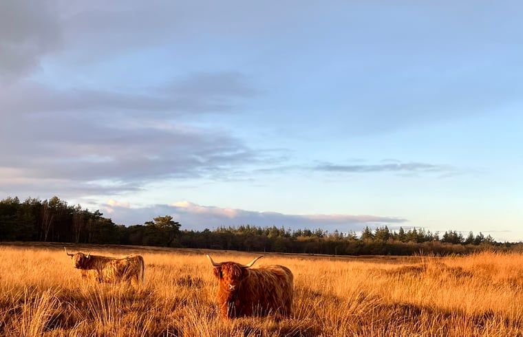 Guest house 268205 - Holiday property Het Friese platteland - Huisje in Zandhuizen