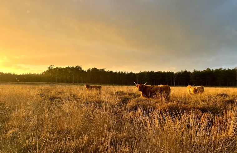 Guest house 268205 - Holiday property Het Friese platteland - Huisje in Zandhuizen
