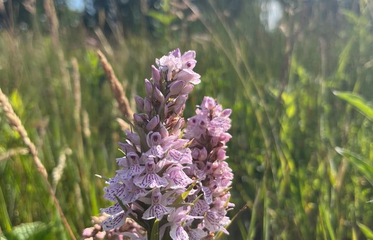 Guest house 268205 - Holiday property Het Friese platteland - Huisje in Zandhuizen