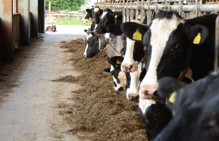 Unterkunft 269205 - Ferienhaus Het Friese platteland - Vakantiehuisje in Stiens