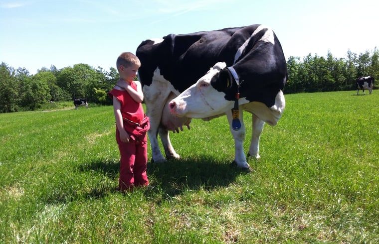 Unterkunft 269205 - Ferienhaus Het Friese platteland - Vakantiehuisje in Stiens