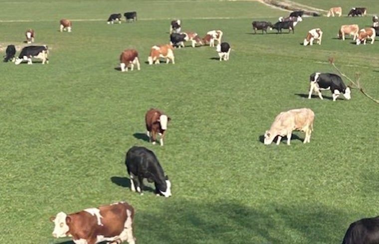 Unterkunft 269205 - Ferienhaus Het Friese platteland - Vakantiehuisje in Stiens