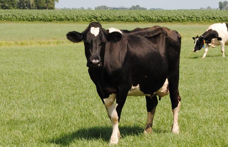 Guest house 269206 - Holiday property Het Friese platteland - Huisje in Stiens