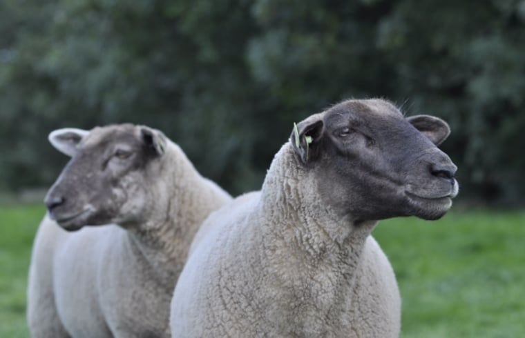 Guest house 269206 - Holiday property Het Friese platteland - Huisje in Stiens