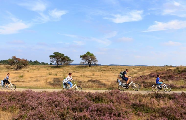 Fahrradtour durch die Moore in der Naehe des Ferienhauses in Arnheim, Naturerlebnis in Gelderland.