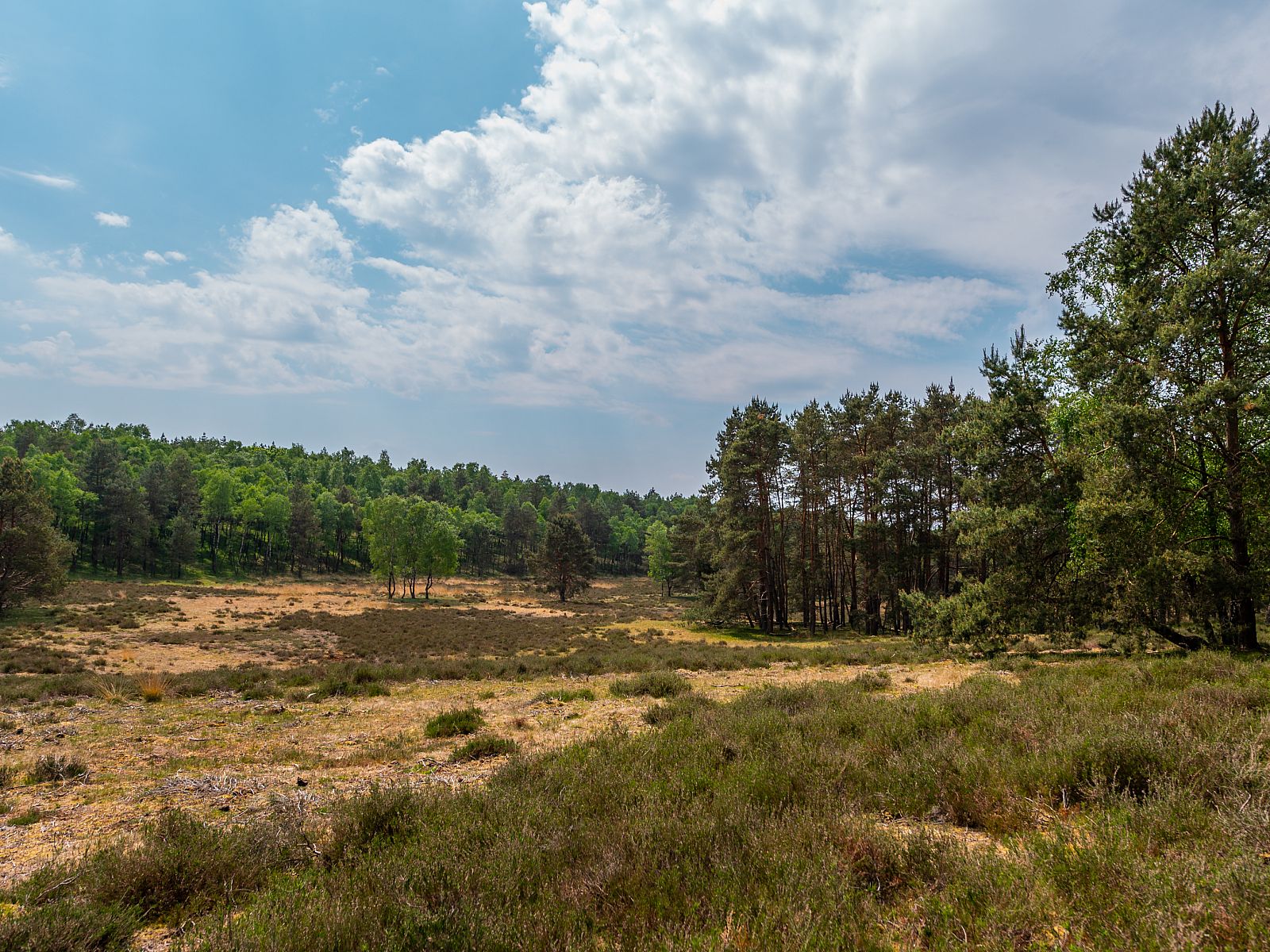 Unterkunft 280934 - Ferienhaus Rivierengebied - EuroParcs De Hooge Veluwe