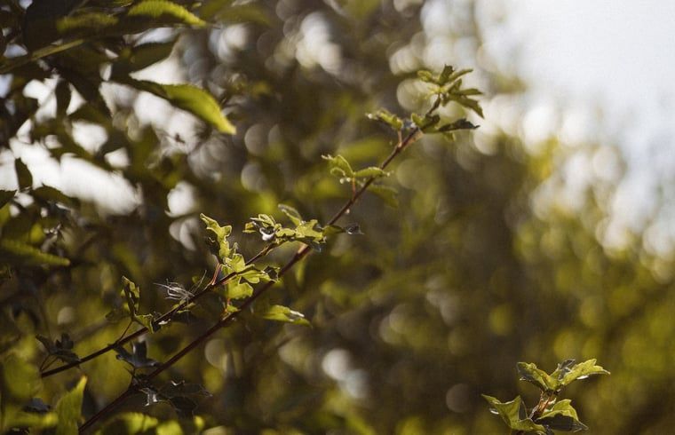 Guest house 282717 - Holiday property Rivierengebied - Vakantiehuisje in Altforst