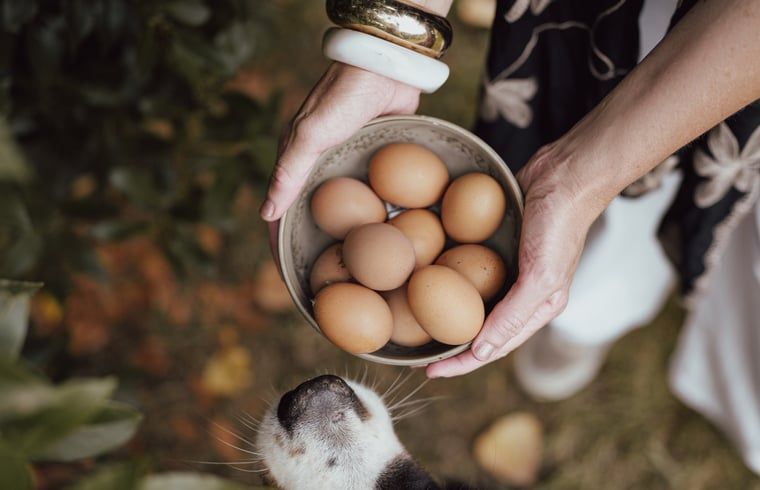 Guest house 282717 - Holiday property Rivierengebied - Vakantiehuisje in Altforst