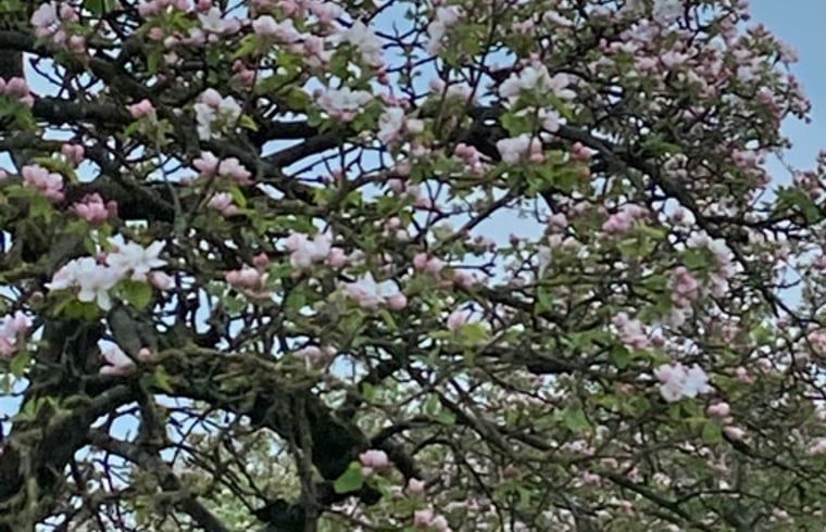 Unterkunft 284503 - Ferienhaus Rivierengebied - Vakantiehuisje in Ommeren