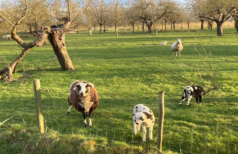 Unterkunft 284503 - Ferienhaus Rivierengebied - Vakantiehuisje in Ommeren