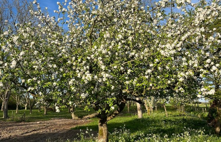 Unterkunft 289401 - Ferienhaus Rivierengebied - Vakantiehuisje in Neerijnen