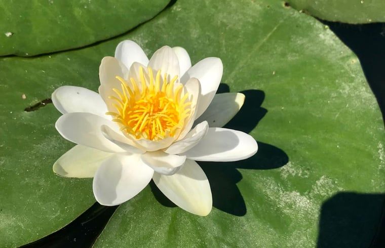 Verblijf 289701 - Vakantiewoning Rivierengebied - Huisje in Gellicum