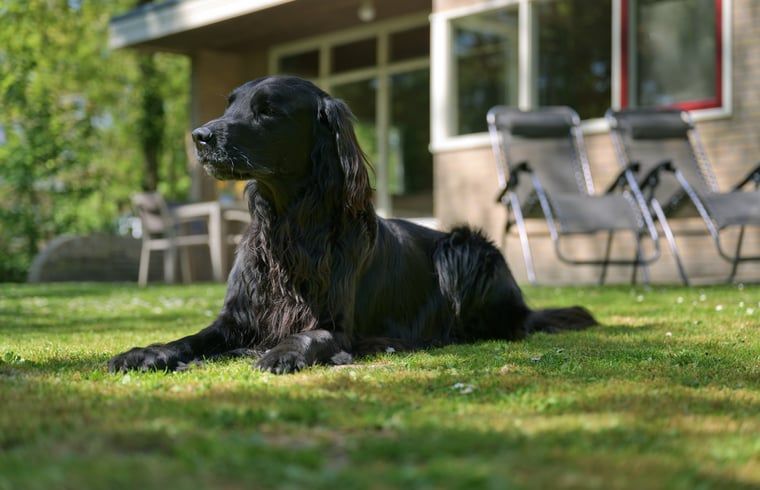 Hond genietend van de tuin bij Vakantiehuisje in Winterswijk, Achterhoek, Gelderland.