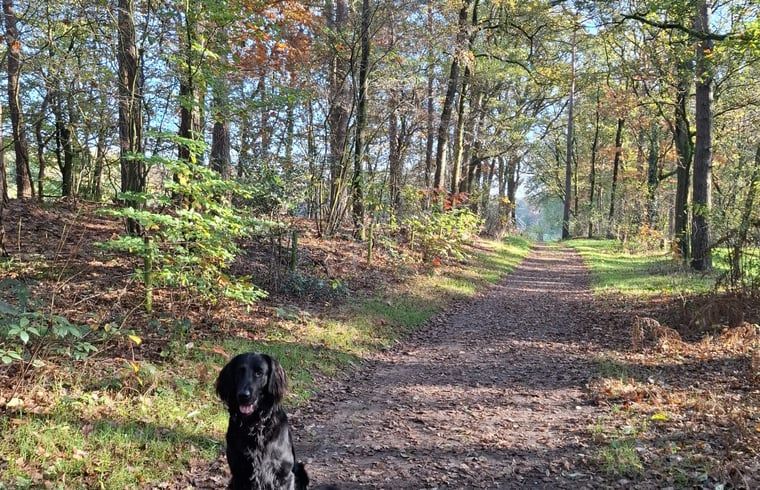 Verblijf 290132 - Vakantiewoning Achterhoek - Vakantiehuisje in Winterswijk