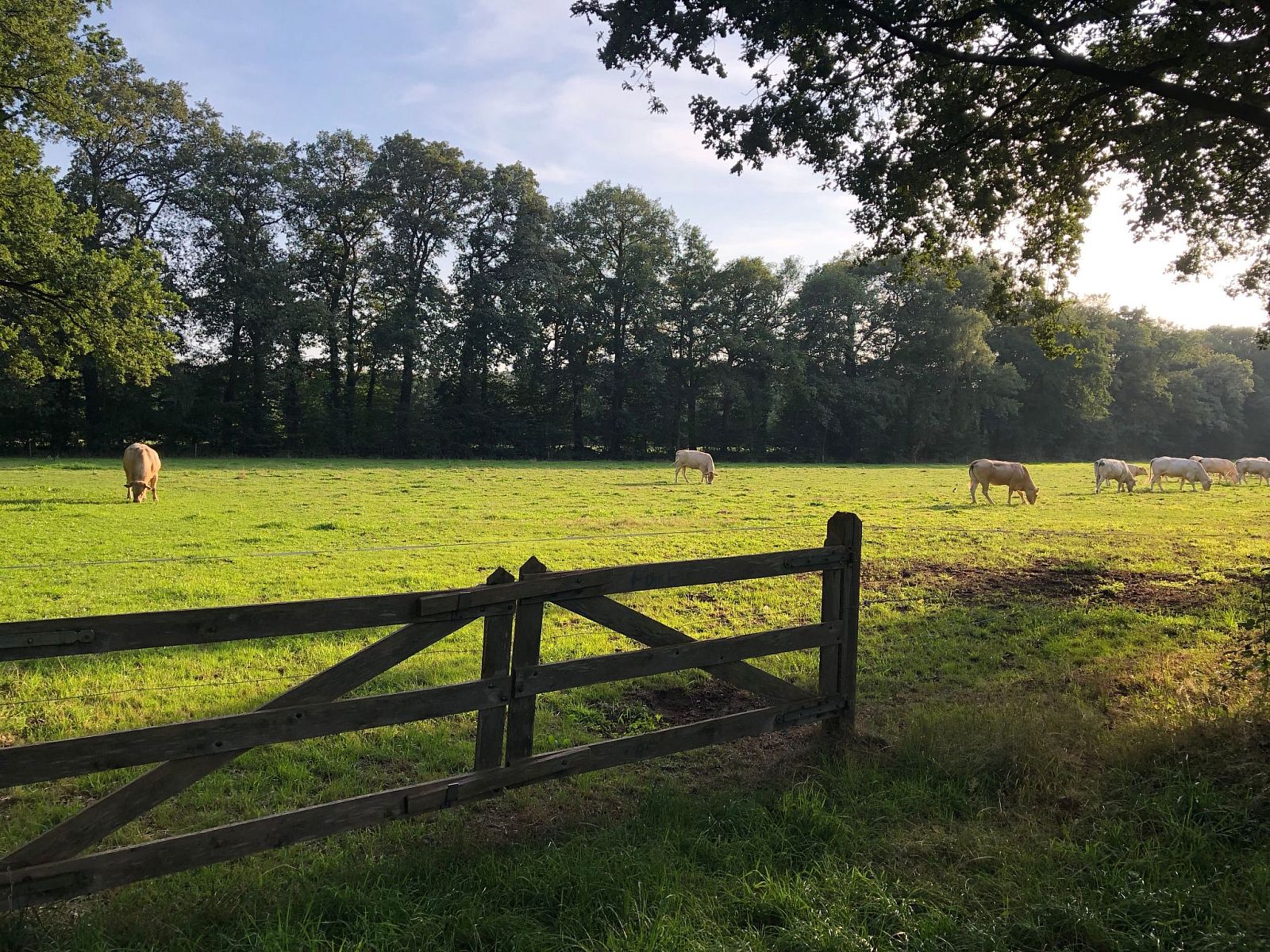 Unterkunft 290140 - Ferienhaus Achterhoek - Vakantiehuis Geräumiges Ferienhaus mitten im Wald