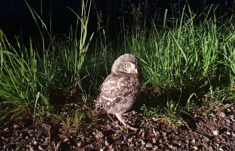 Guest house 290215 - Holiday property Achterhoek - Vakantiehuisje in Barchem