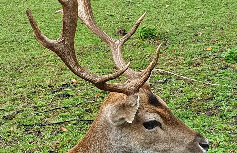 Guest house 290215 - Holiday property Achterhoek - Vakantiehuisje in Barchem