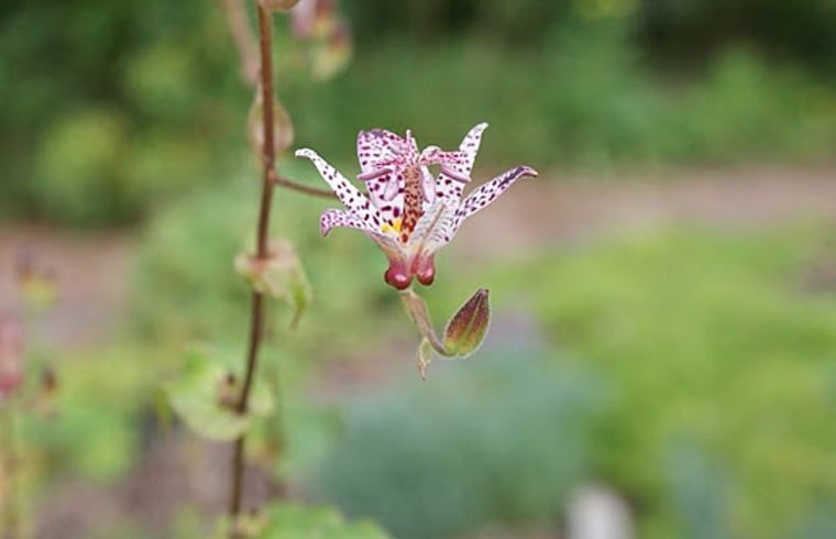 Guest house 290807 - Holiday property Achterhoek - Vakantiehuis in Borculo