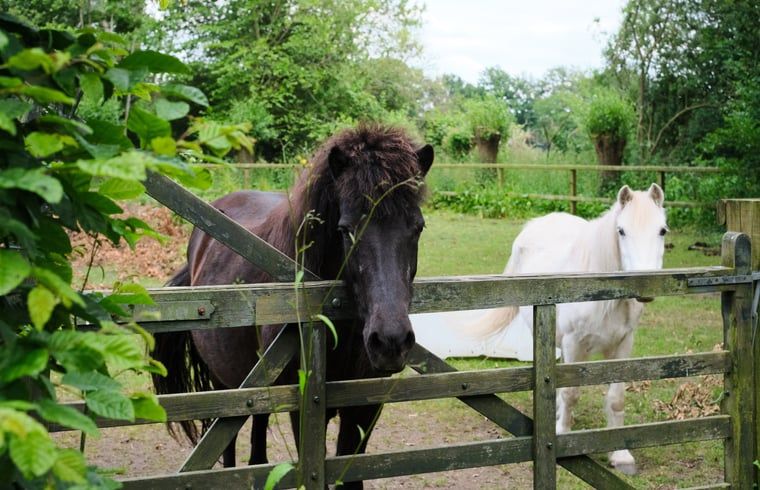 Unterkunft 291074 - Ferienhaus Achterhoek - Vakantiehuis in Zelhem
