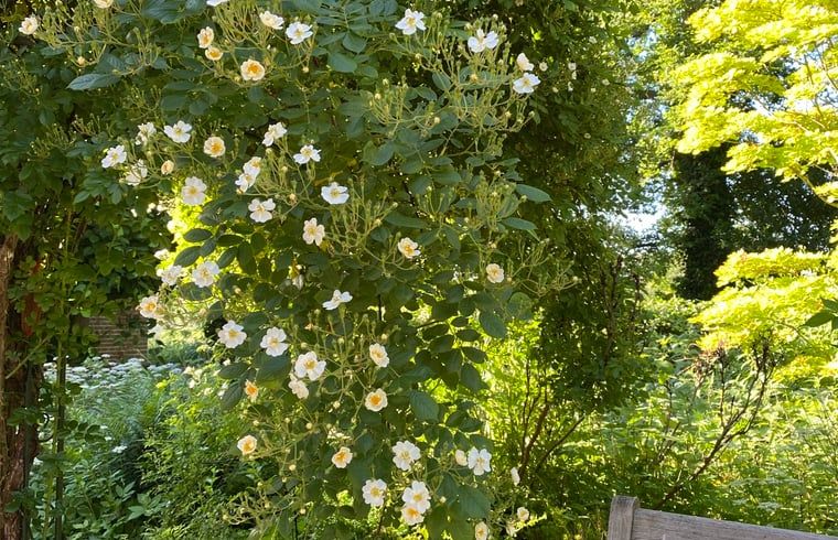 Unterkunft 291074 - Ferienhaus Achterhoek - Vakantiehuis in Zelhem