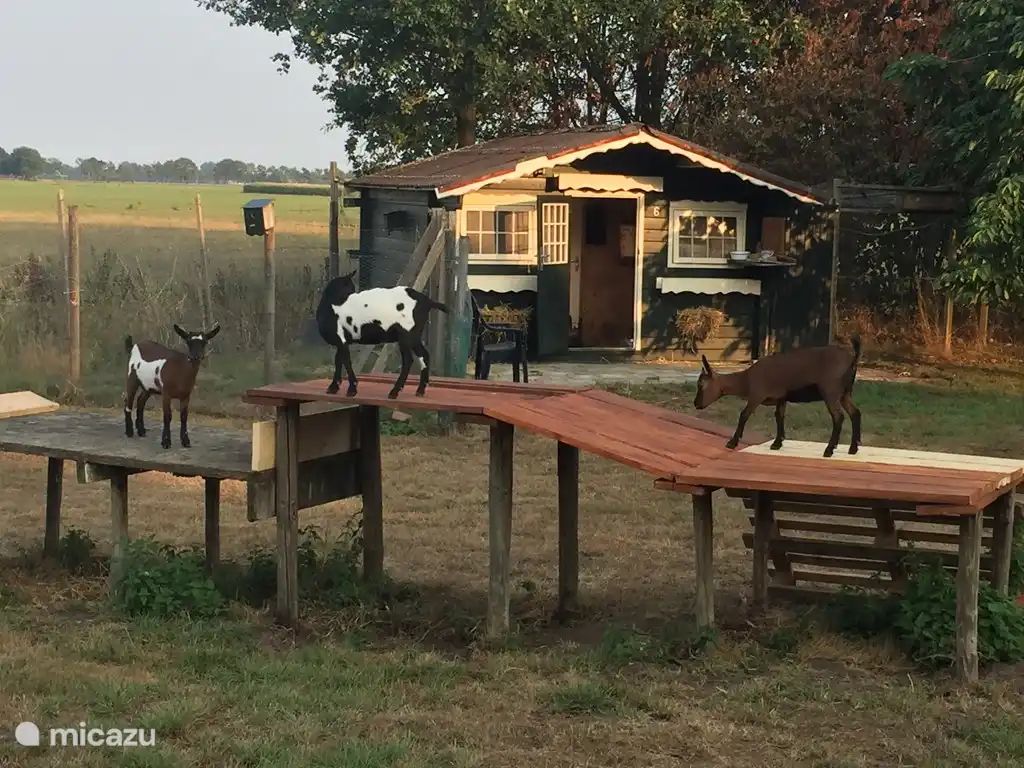 Unterkunft 291241 - Ferienhaus Achterhoek - 't Pothuus 2P huis in de Achterhoek