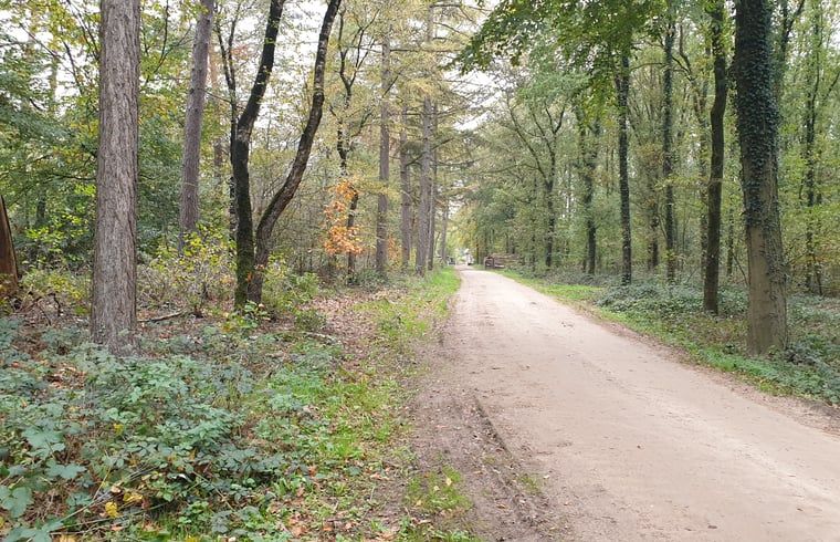 Wooded trails near Holiday home in Westendorp, perfect for cyclists in Achterhoek, Gelderland.