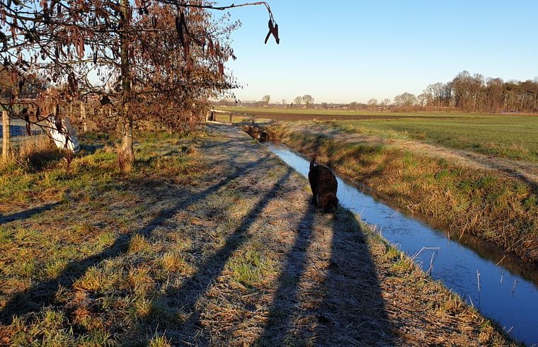 Shaded hiking trails at Holiday home in Westendorp, discover the Achterhoek, Gelderland.