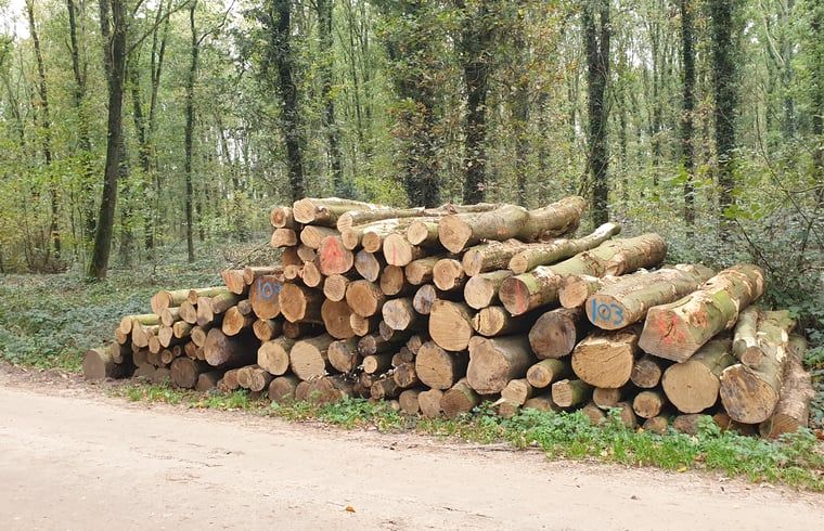 Stacked tree trunks in the woods at Holiday home in Westendorp, natural setting in the Achterhoek, Gelderland.