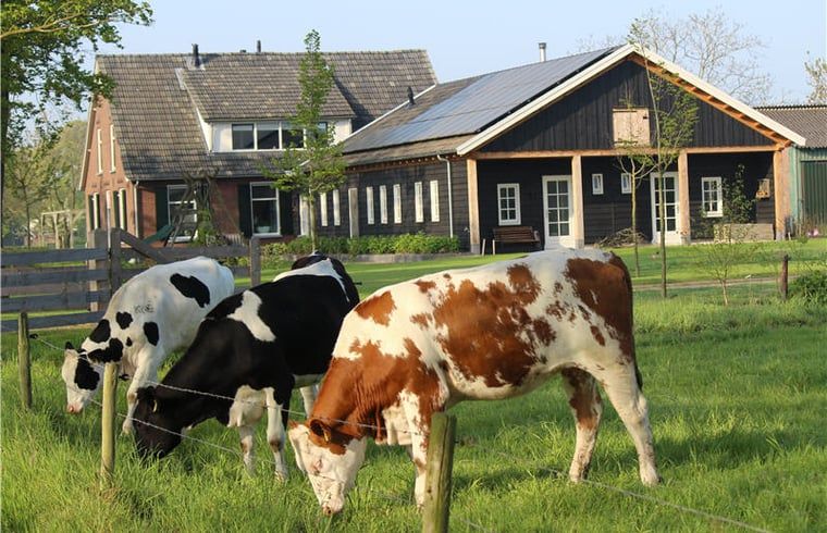 Cottage in Westendorp, a charming bed and breakfast in Achterhoek, Gelderland, with grazing cows in the green yard.
