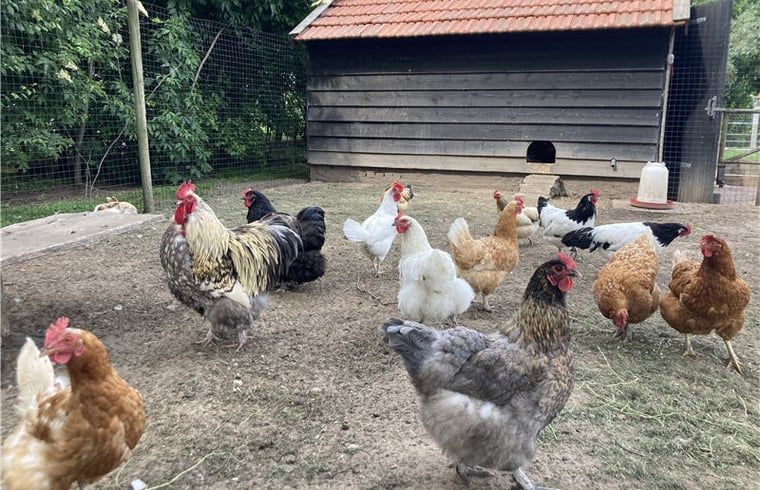 Cottage in Westendorp, bed and breakfast in Westendorp, with cozy chicken coop and various breeds of chickens.