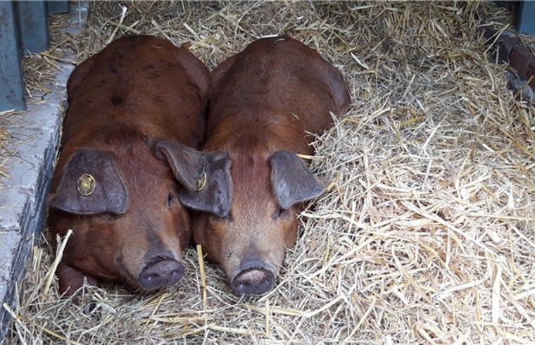 Grunting pigs in the straw at Huisje in Westendorp, a bed and breakfast in Gelderland, perfect for animal lovers.