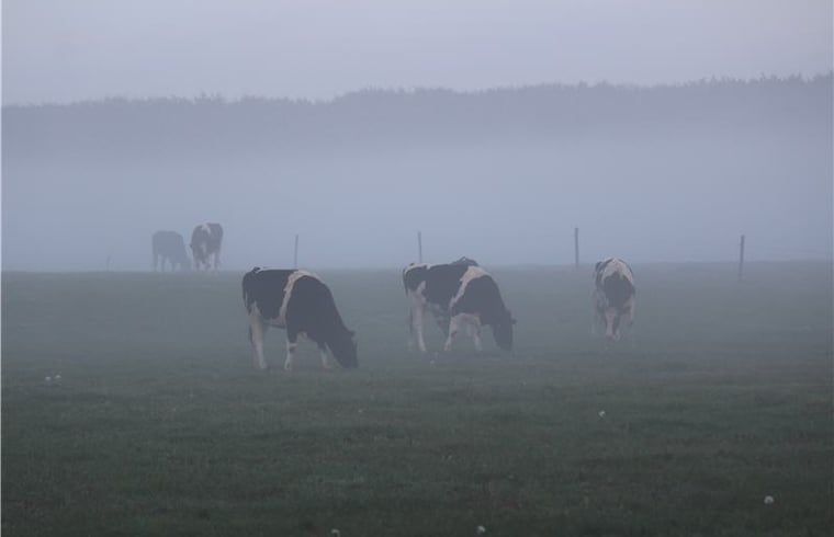 Rustic meadow with grazing cows at Huisje in Westendorp, bed and breakfast in Westendorp, surrounded by morning mist.