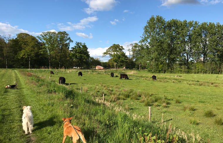 Guest house 291406 - Holiday property Achterhoek - Vakantiehuis in Varsseveld