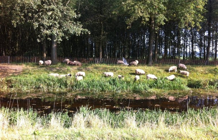 Guest house 291406 - Holiday property Achterhoek - Vakantiehuis in Varsseveld