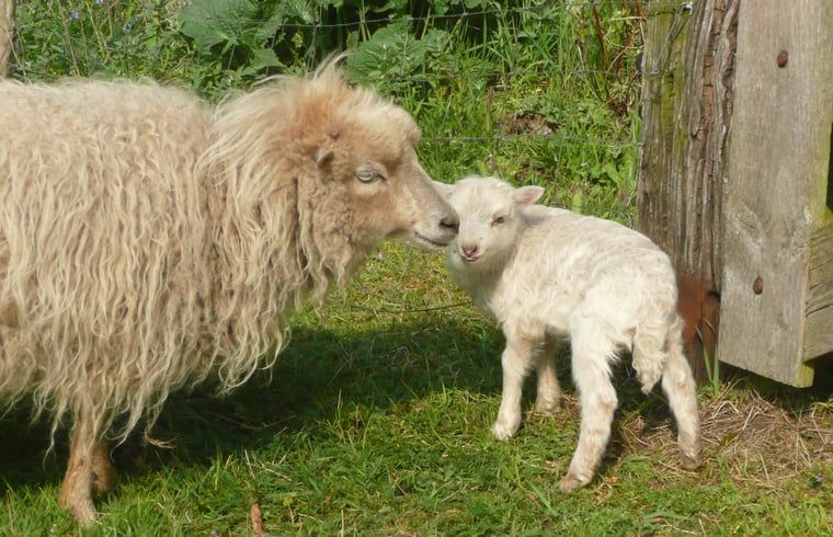 Verblijf 291742 - Vakantiewoning Achterhoek - Vakantiehuis in Aalten