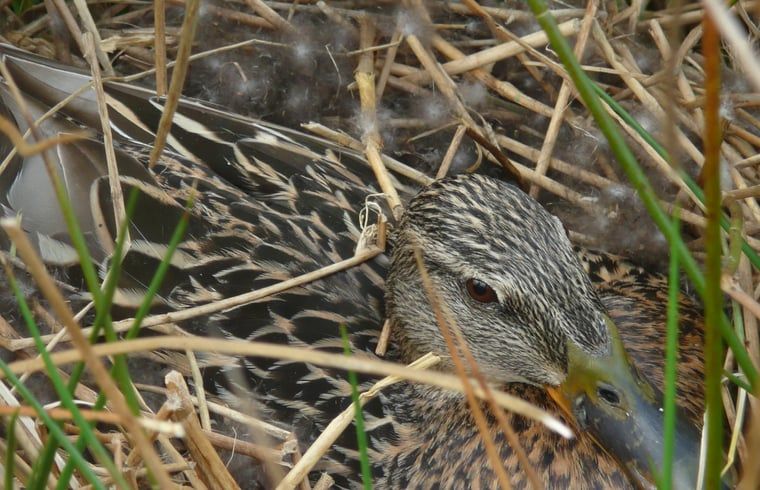 Verblijf 291742 - Vakantiewoning Achterhoek - Vakantiehuis in Aalten