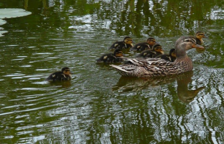 Verblijf 291742 - Vakantiewoning Achterhoek - Vakantiehuis in Aalten