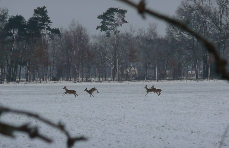 Verblijf 291742 - Vakantiewoning Achterhoek - Vakantiehuis in Aalten
