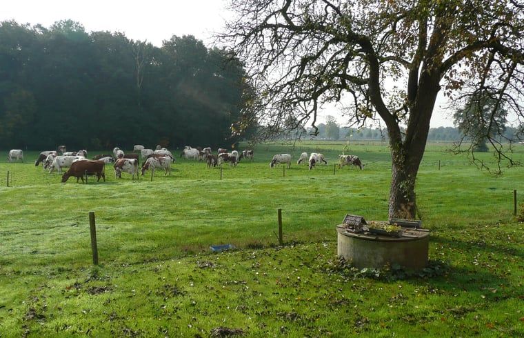 Verblijf 291742 - Vakantiewoning Achterhoek - Vakantiehuis in Aalten