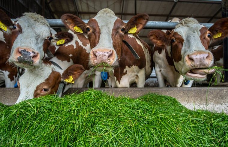 Enjoy rural life at Huisje in Aalten, a vacation home in the Achterhoek region of Gelderland, surrounded by grazing cows.