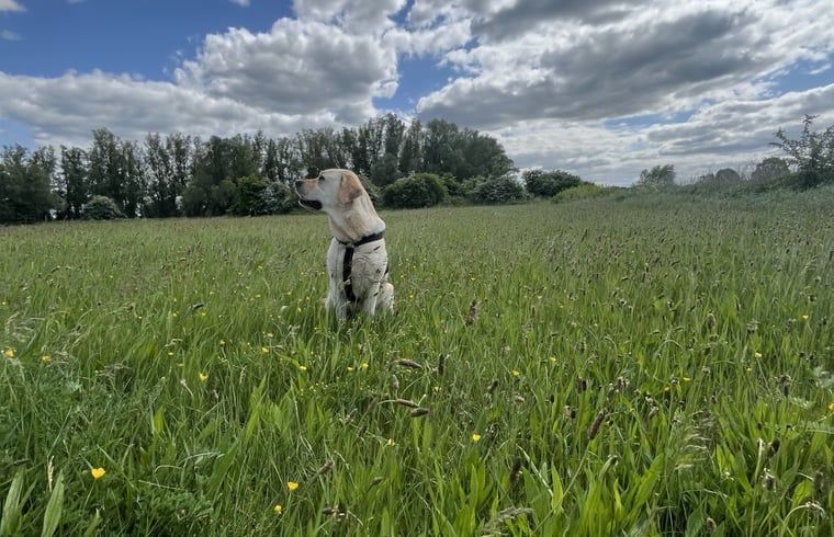 Unterkunft 291828 - Ferienhaus Achterhoek - Huisje in Laren (gld)